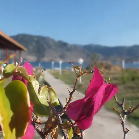 Dantel Sahil セリミエ