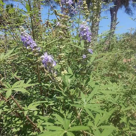 شقة فندقية Dantel Sahil